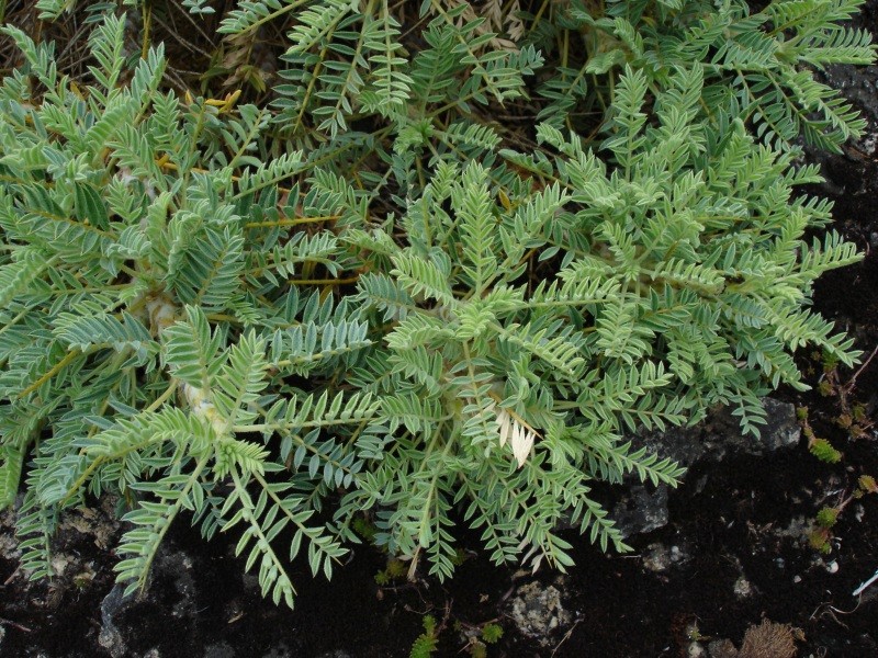 Astragalus microcephalus