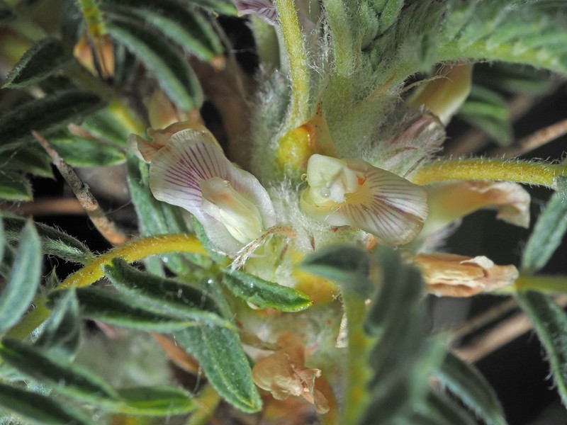 Astragalus microcephalus photo 2