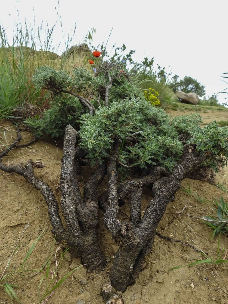 Astragalus microcephalus photo 3