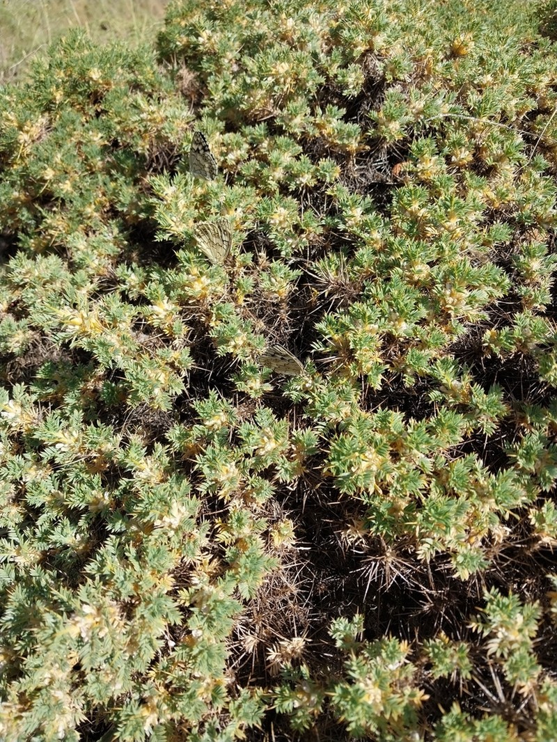 Astragalus microcephalus photo 4