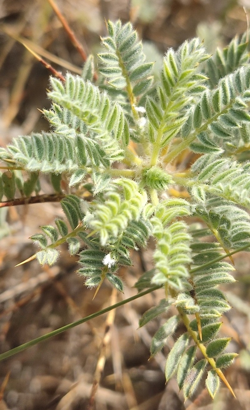 Astragalus microcephalus photo 5