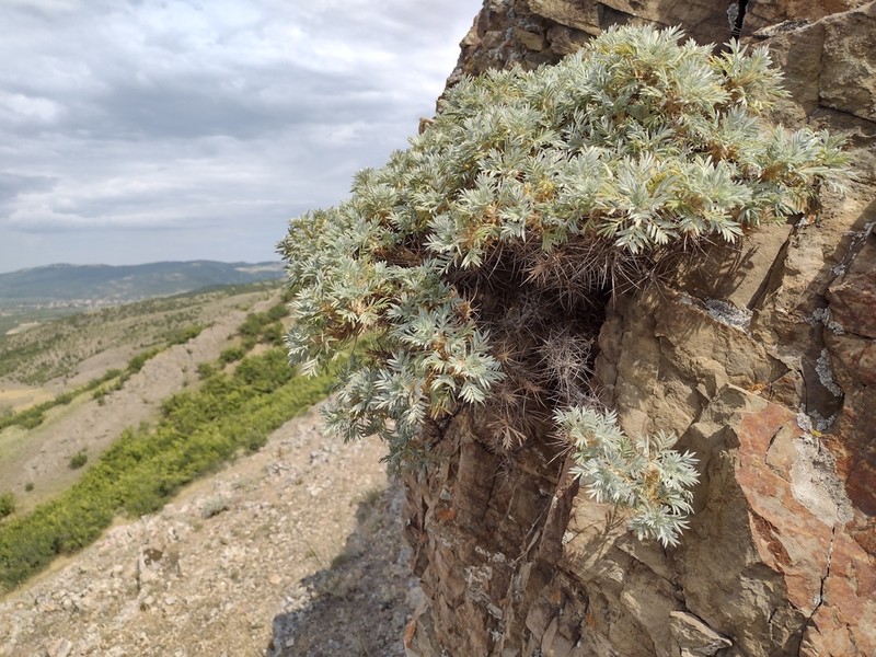 Astragalus microcephalus photo 6