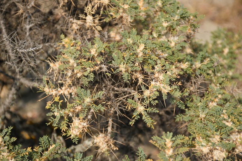 Astragalus microcephalus photo 7