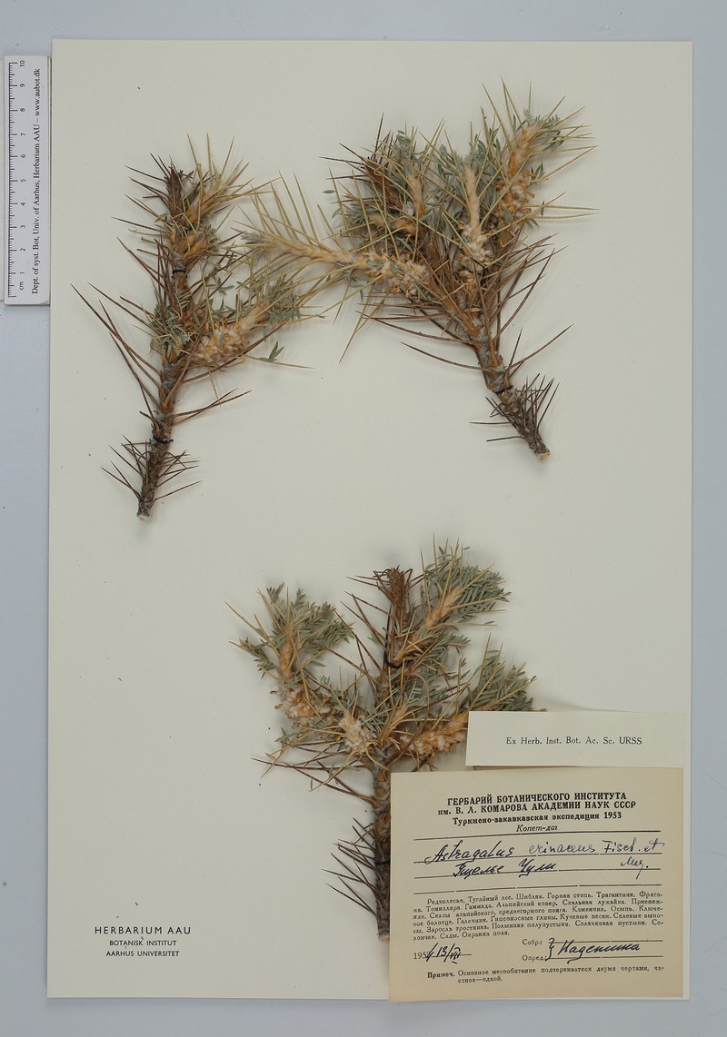 Astragalus microcephalus subsp. microcephalus