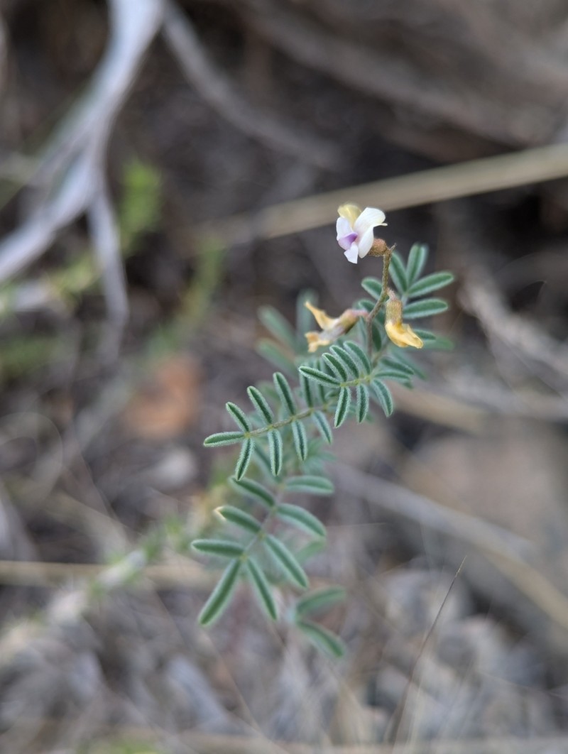 Skiff Milkvetch photo 2