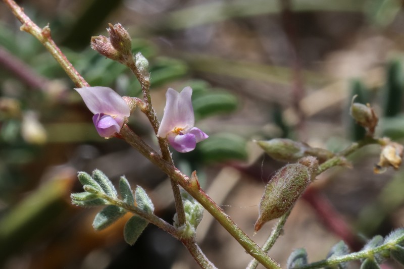 Skiff Milkvetch photo 3