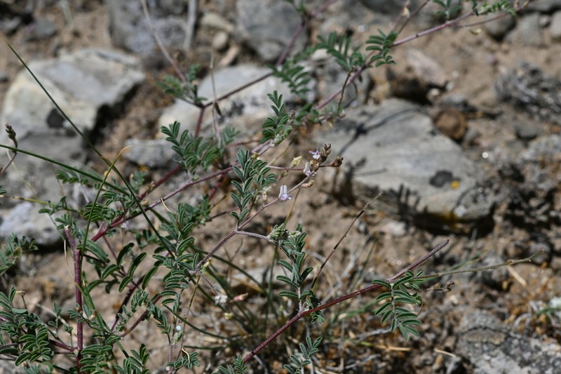 Skiff Milkvetch photo 4