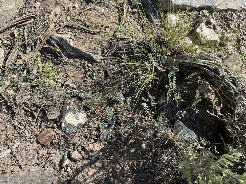 Skiff Milkvetch photo 6
