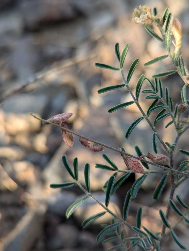 Skiff Milkvetch photo 7