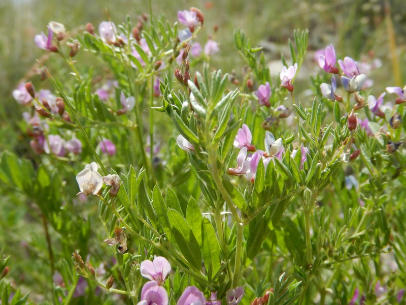 Dwarf Milkvetch
