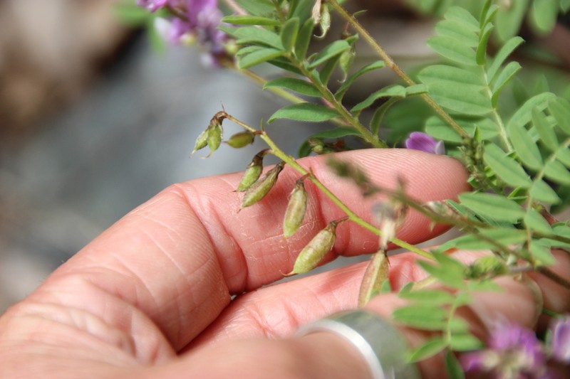 Dwarf Milkvetch