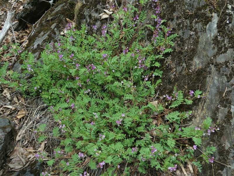 Dwarf Milkvetch photo 2