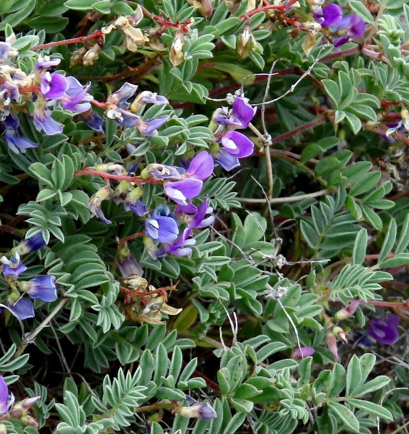 Dwarf Milkvetch photo 3