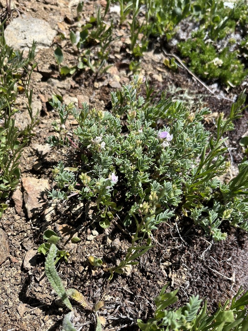 Dwarf Milkvetch photo 4