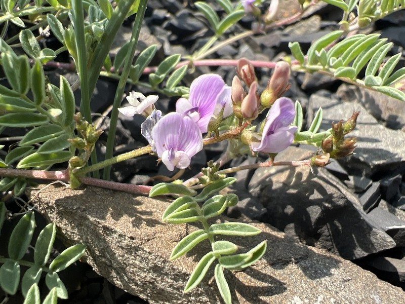 Dwarf Milkvetch photo 5