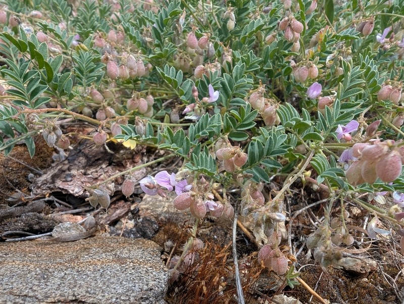 Dwarf Milkvetch photo 6