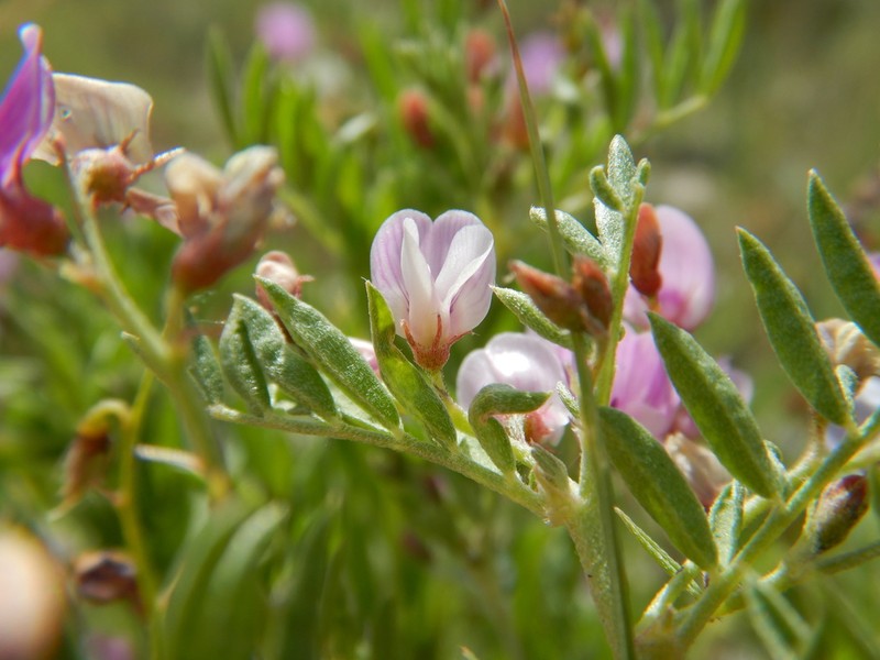 Dwarf Milkvetch photo 7