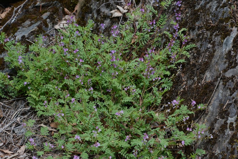 Dwarf Milkvetch photo 8