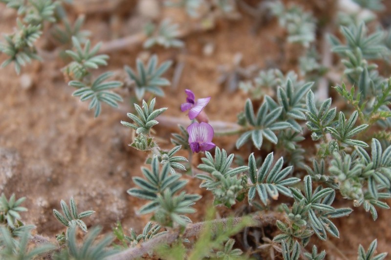 Chaco Milkvetch photo 5