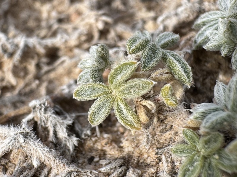 Chaco Milkvetch