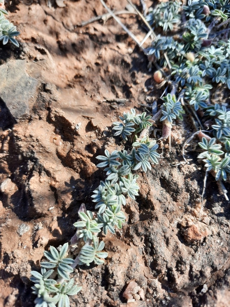 Chaco Milkvetch photo 2