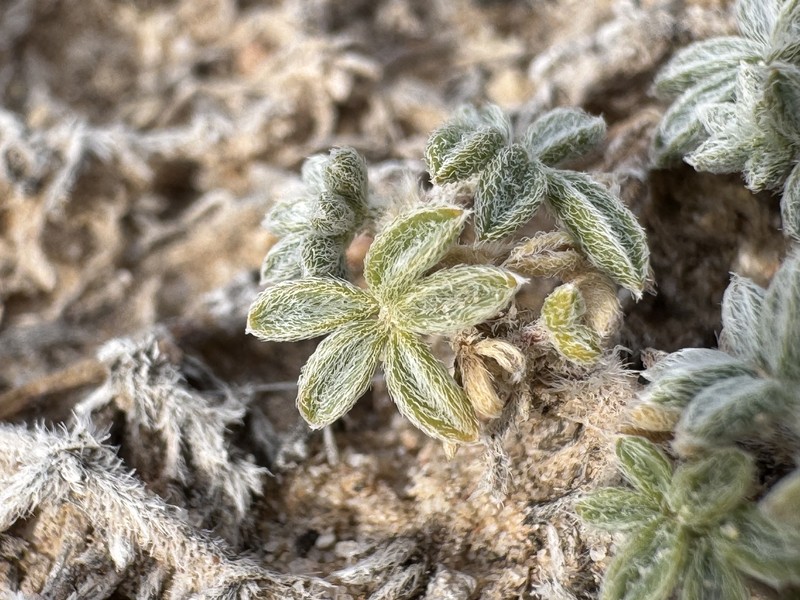 Chaco Milkvetch photo 4