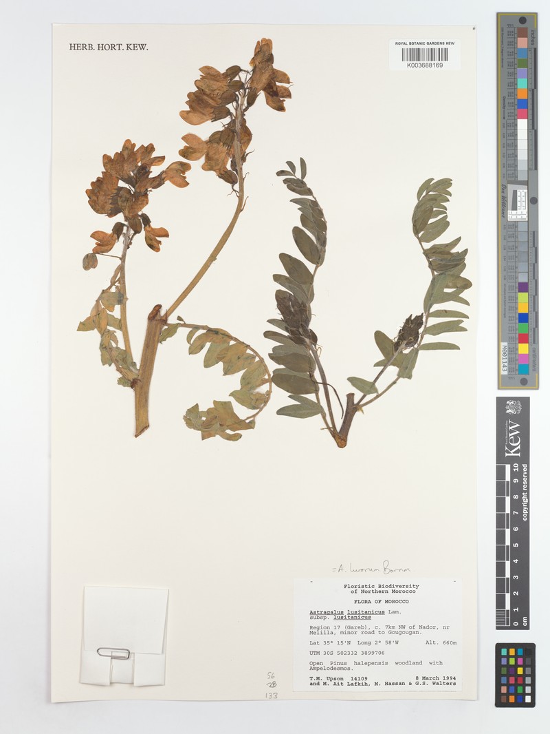 Astragalus microphysa