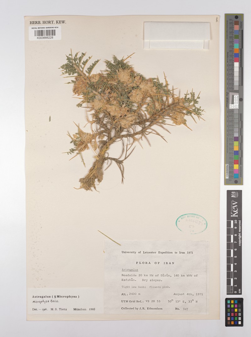 Astragalus microphysa photo 2
