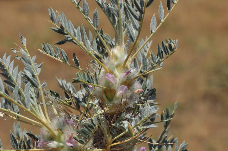 Astragalus micropterus
