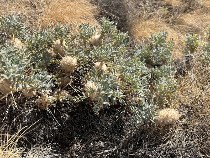 Astragalus micropterus photo 2