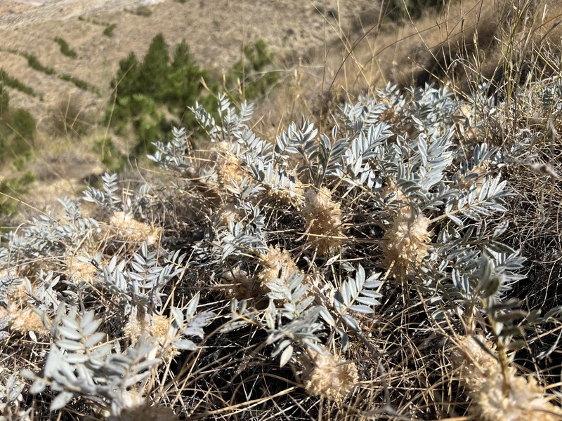 Astragalus micropterus photo 3
