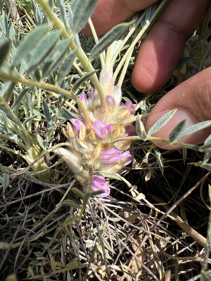 Astragalus micropterus photo 4