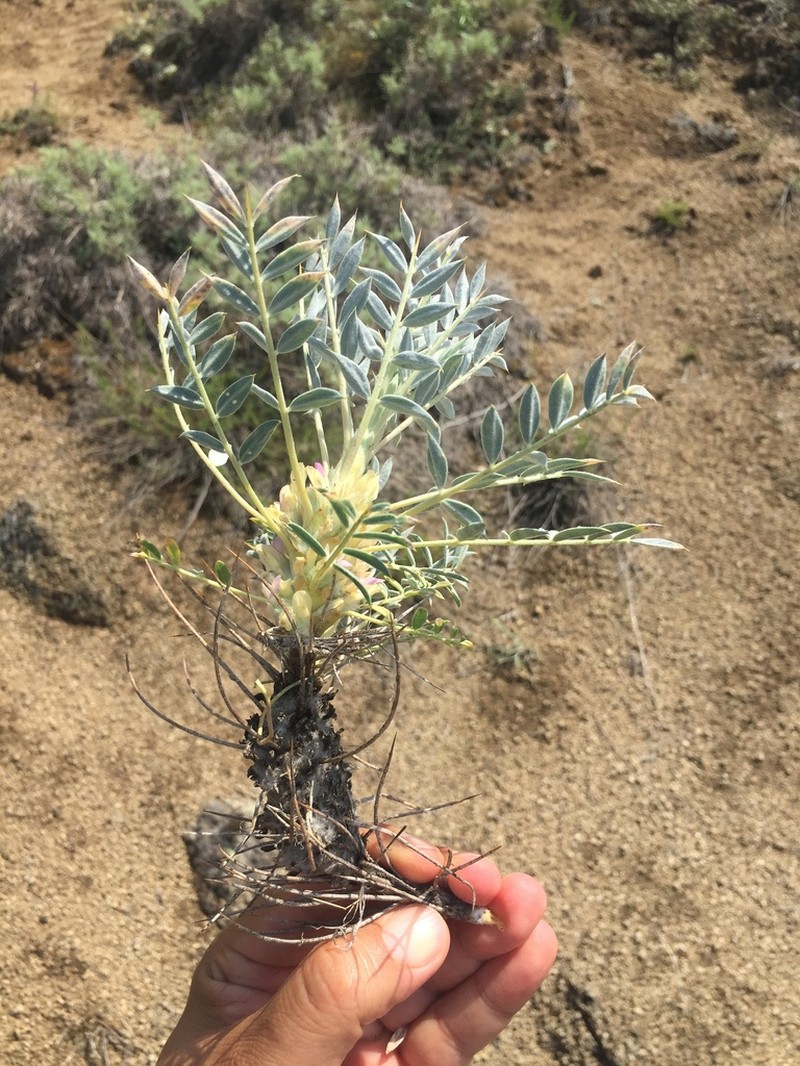 Astragalus micropterus photo 5