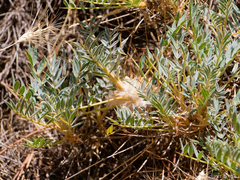 Astragalus micropterus photo 6