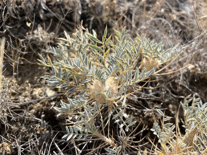 Astragalus micropterus photo 7