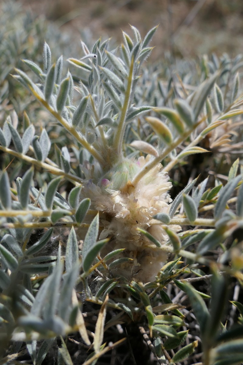 Astragalus micropterus photo 8