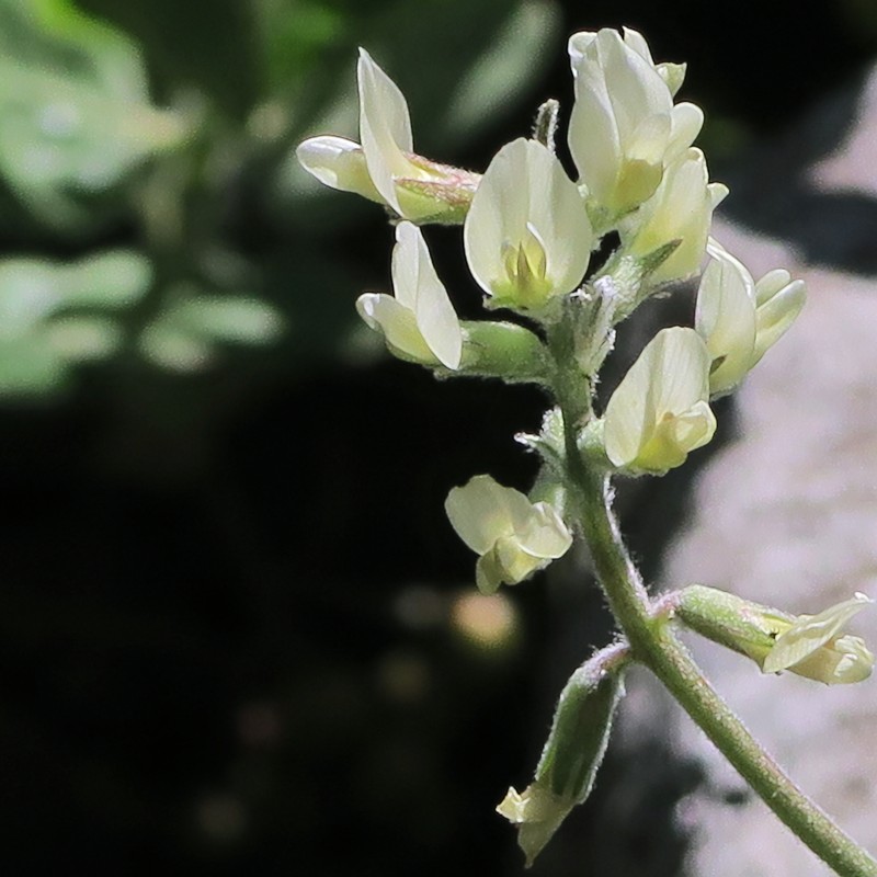 San Miguel Milkvetch