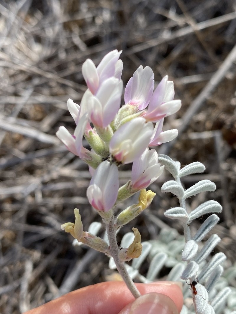 San Miguel Milkvetch photo 3