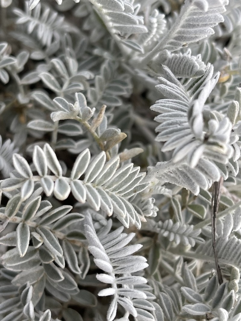 San Miguel Milkvetch photo 4