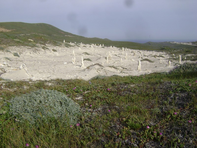 San Miguel Milkvetch photo 5