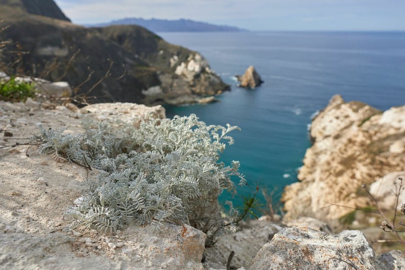San Miguel Milkvetch photo 6