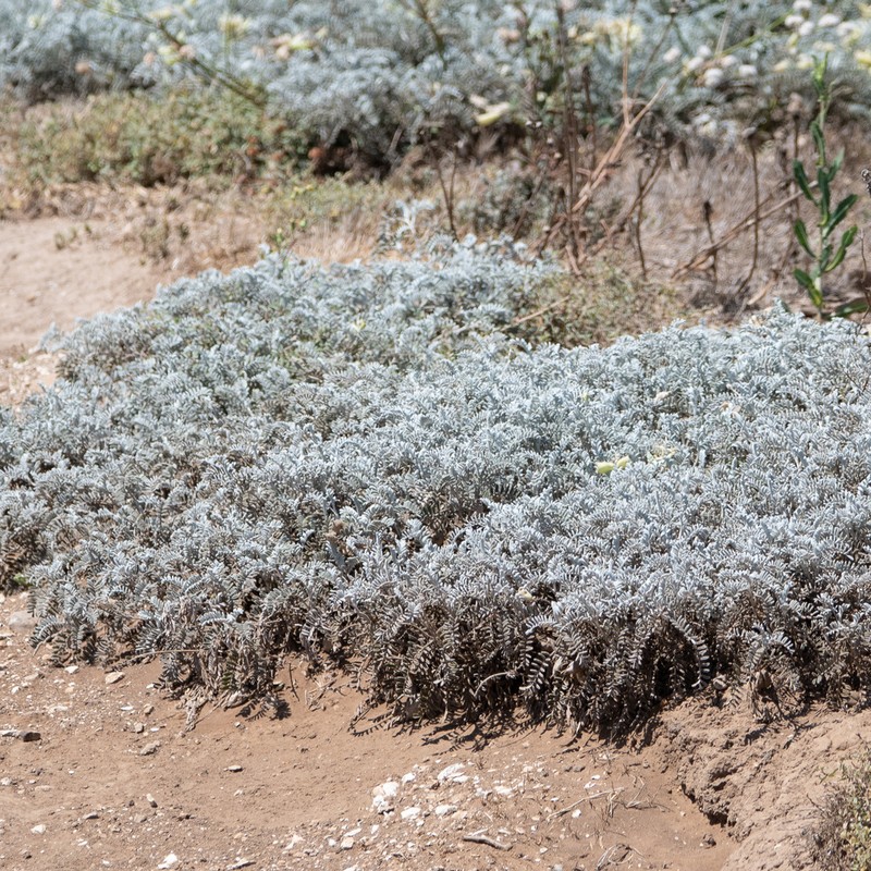 San Miguel Milkvetch photo 7