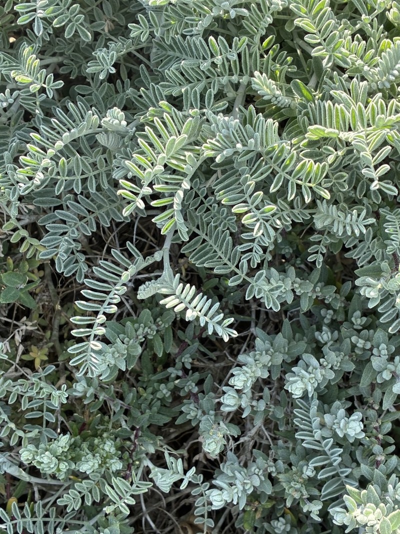 San Miguel Milkvetch photo 8