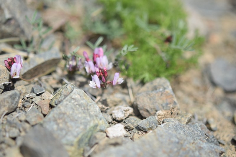 Astragalus miniatus photo 2