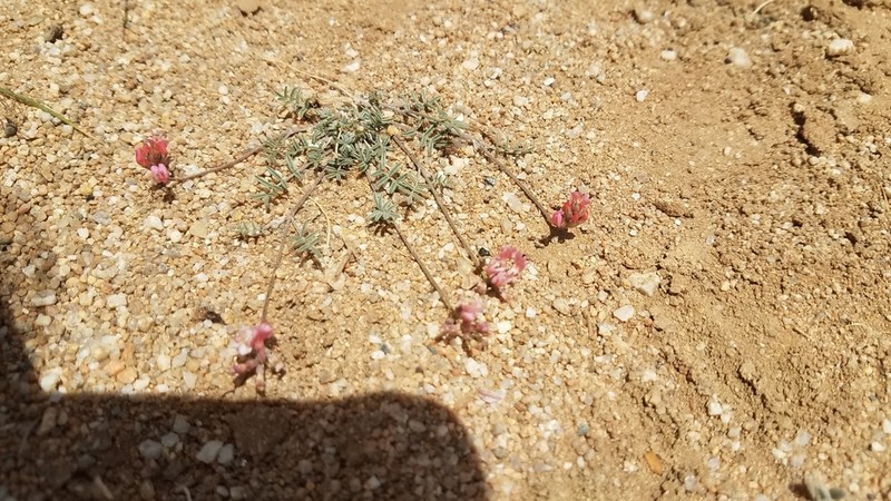 Astragalus miniatus photo 3
