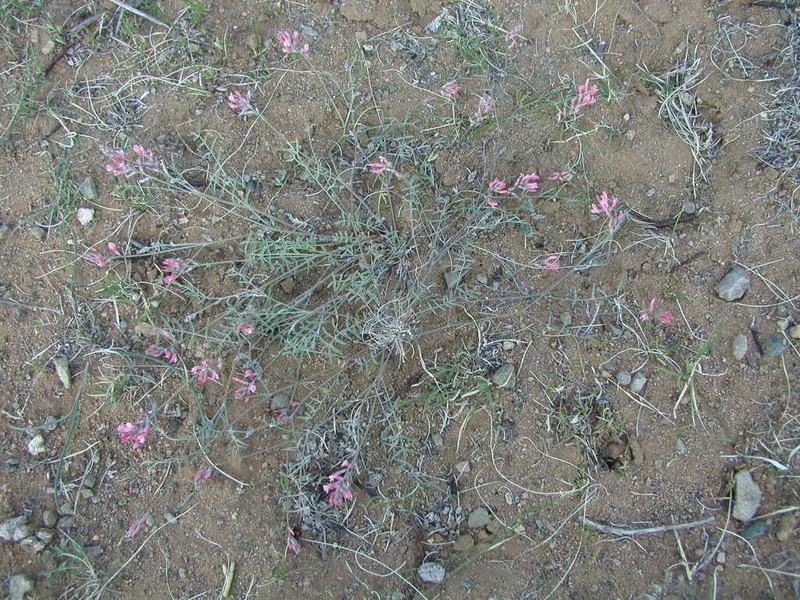 Astragalus miniatus photo 4