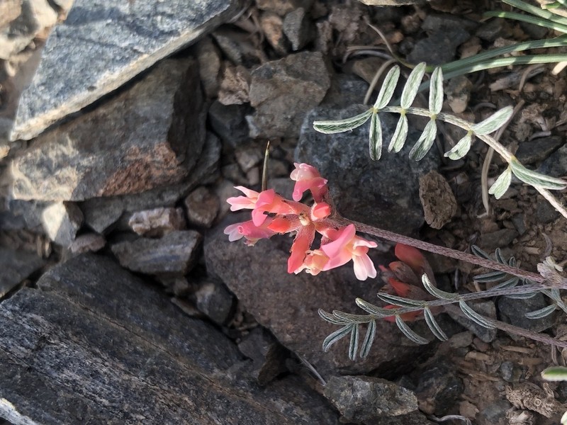 Astragalus miniatus photo 5