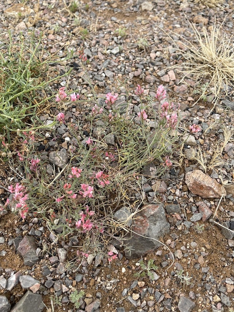 Astragalus miniatus photo 6