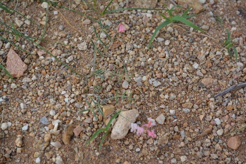 Astragalus miniatus photo 7
