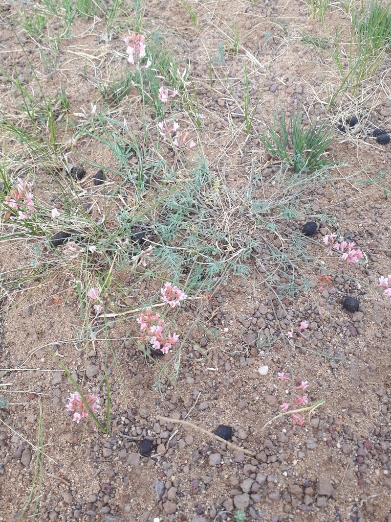Astragalus miniatus photo 8